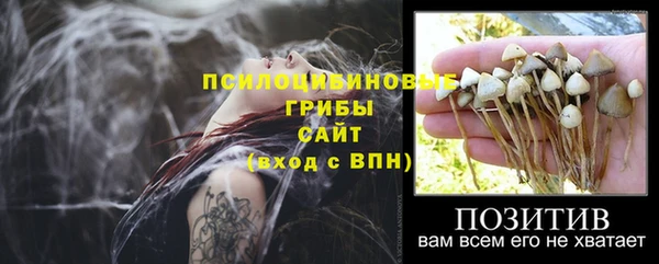 стаф Аркадак